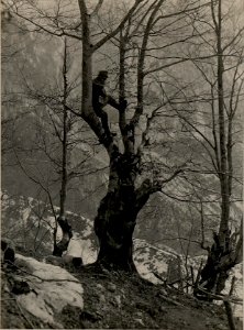 Beobachtungsstand am Javorcek, aufgenommen am 20.April 1916 (BildID 15473514)