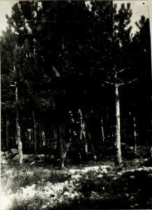 Beobachtungsstand im Vojcicer Wald. (BildID 15586731)