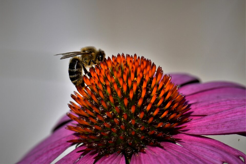 Bloom flower insect