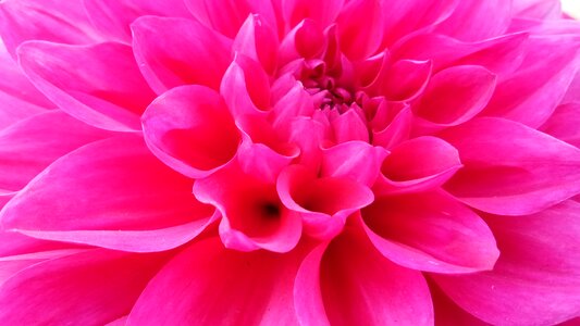 Color garden pink nature