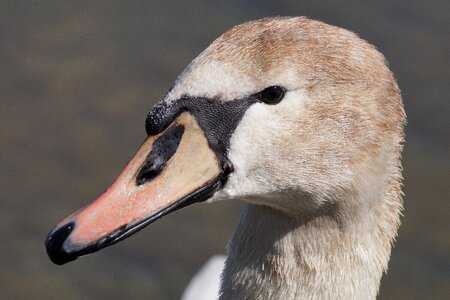 Animal world nature neck