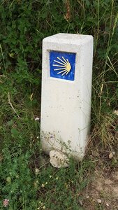 Scallop pilgrimage blue
