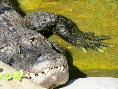 Animal zoo head photo