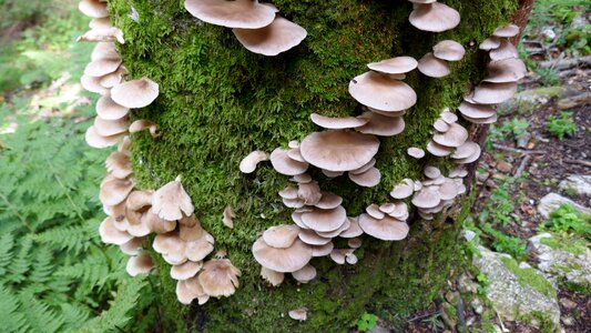 Fungal growth pests forest