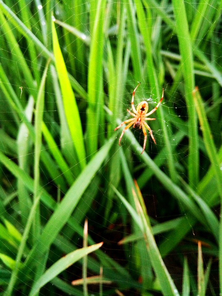 Flora outdoors garden and spider