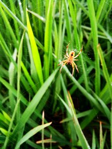 Flora outdoors garden and spider