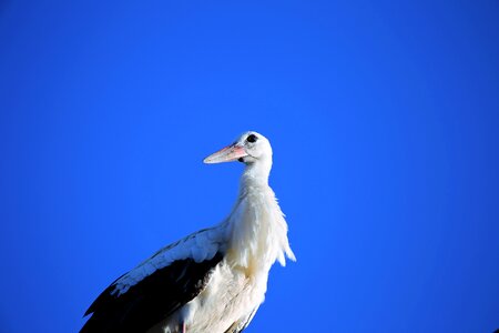 Animal nest blue sky