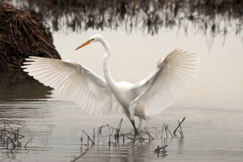 Bird water animal
