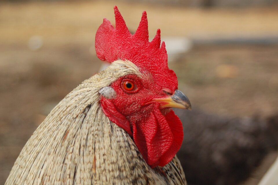 Cock comb domestic fowl