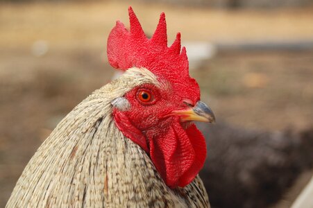 Cock comb domestic fowl photo