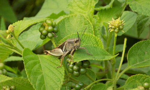 Wild nature macro