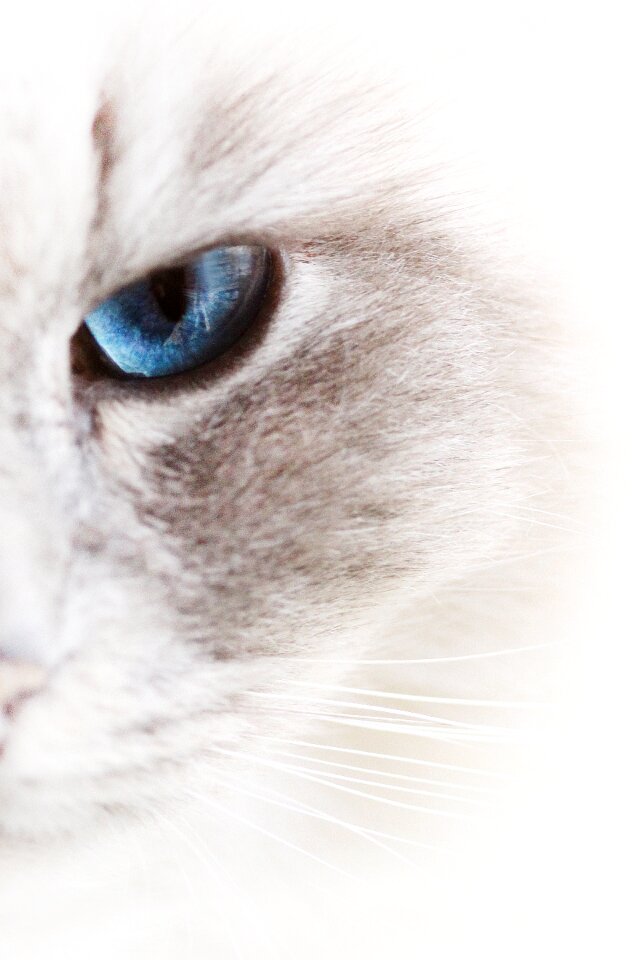 Soft animal cat