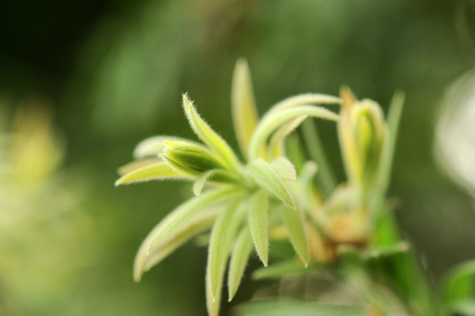 Leaves freshness small