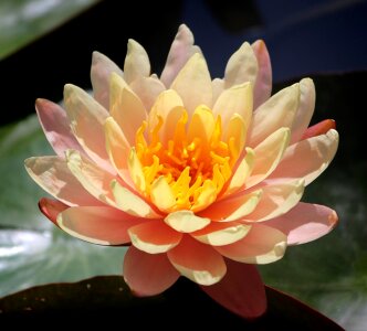 Nature aquatic plants summer