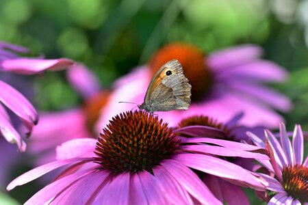 Bloom flower insect