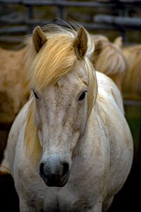 Animal iceland horse horses photo