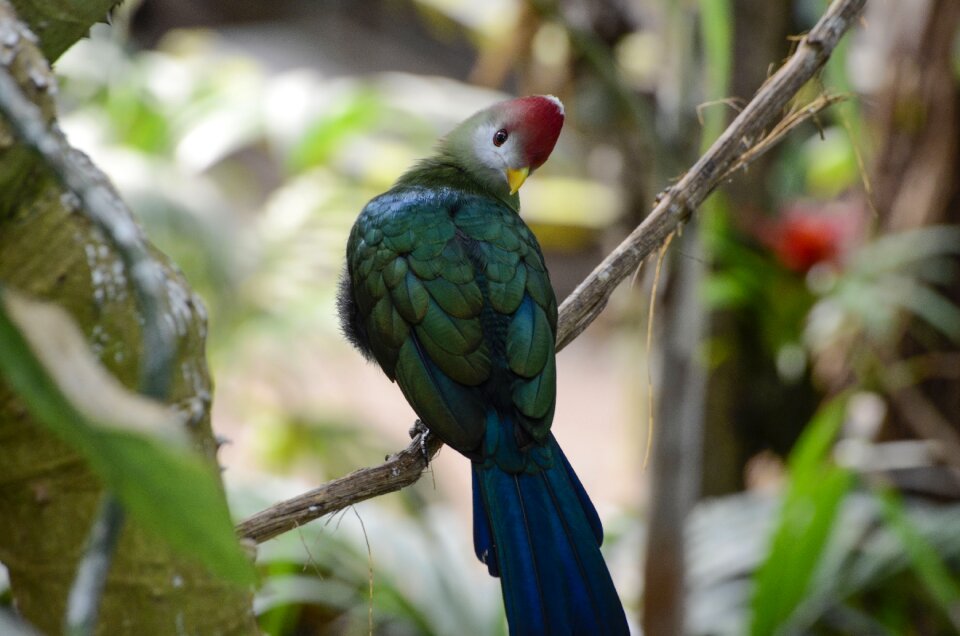 Tropical tropical bird plumage