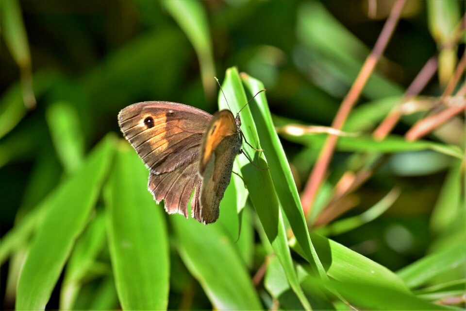 Green animal plant