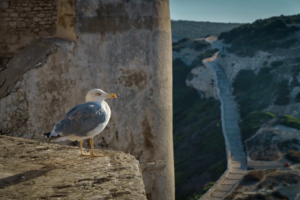 Fortress france morning