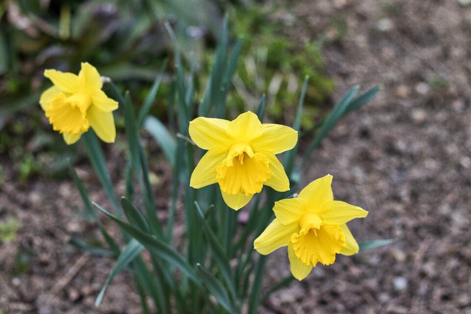 Plant flower narcissus pseudonarcissus