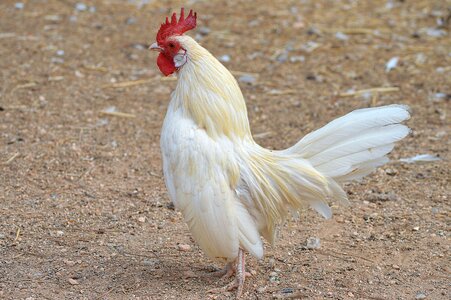 Domestic fowl bird farm animal