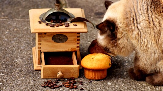 Curious cake coffee photo