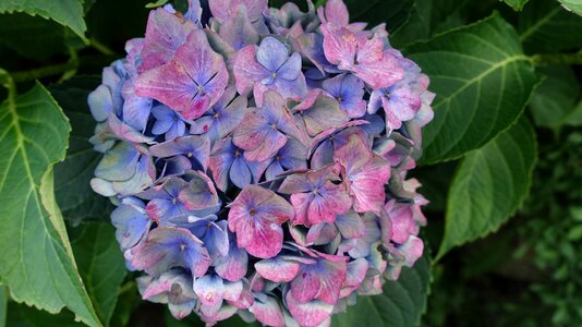Flower color blue-purple hydrangea photo