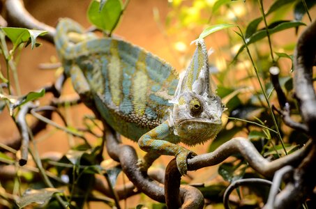Chameleon lizard disguised