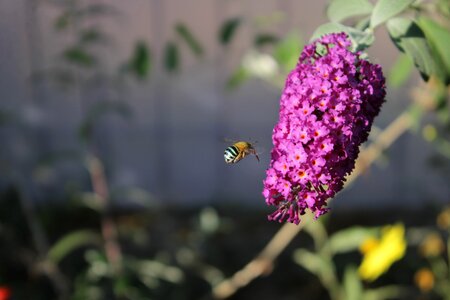 Flower bee purple photo
