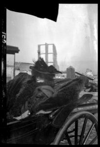 Bernhardt, Sarah, in carriage in San Francisco after the earthquake and fire of 1906 LOC agc.7a00165