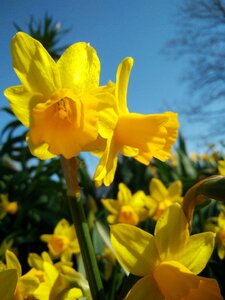 Narcissus pseudonarcissus nature plant