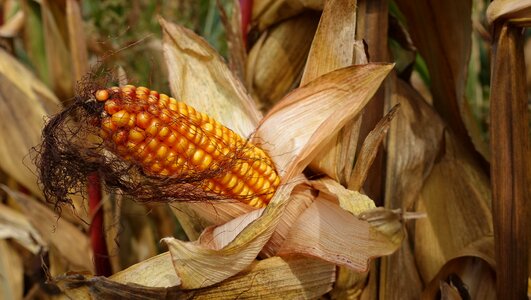 Grains corn plants piston