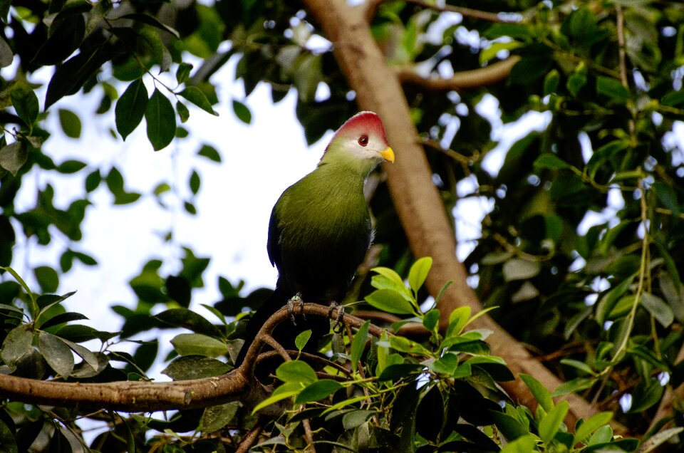 Tropical tropical bird plumage