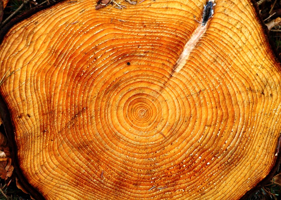 Growth concentric log