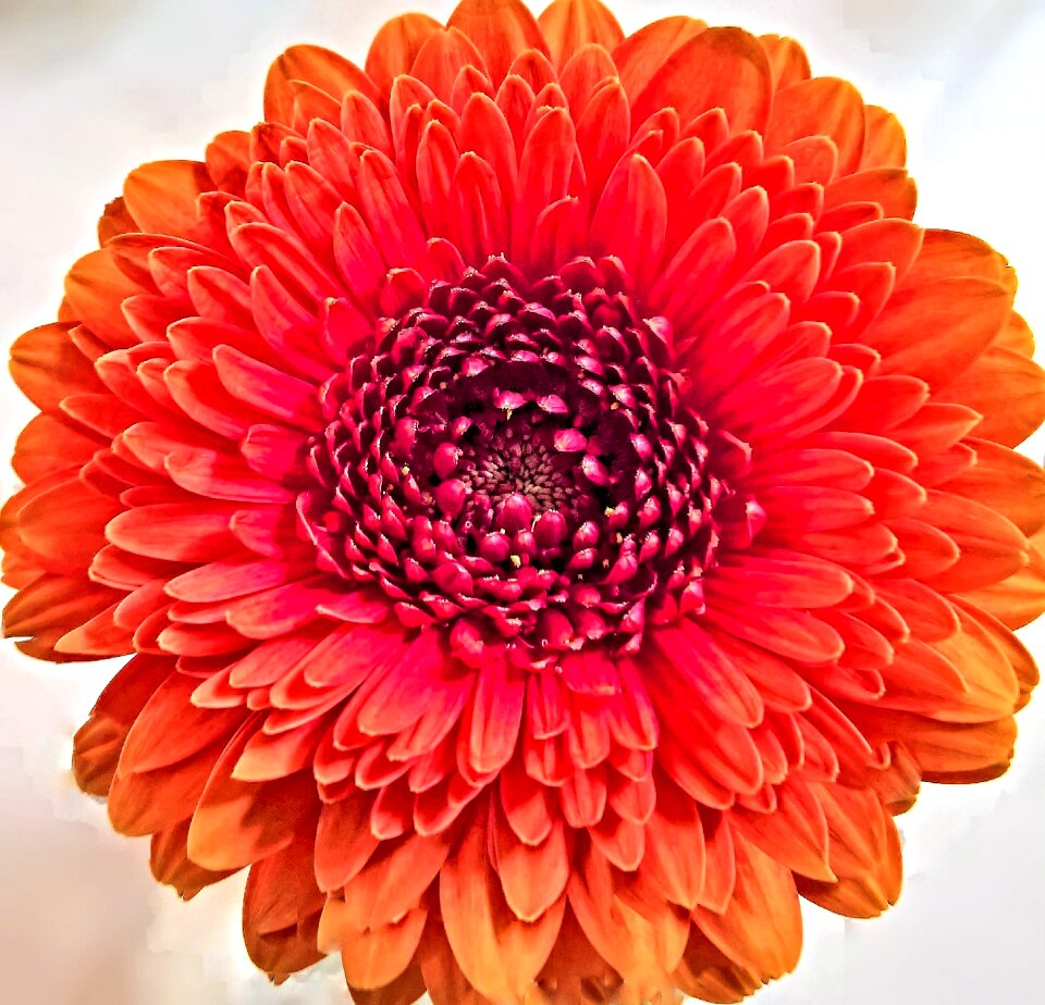 Composites aster-like orange-red petals