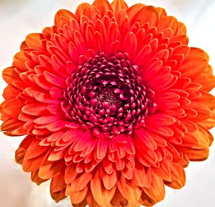 Composites aster-like orange-red petals photo