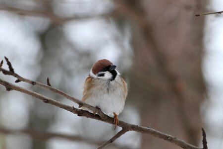 Outdoors animals little photo