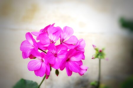 Petal garden summer