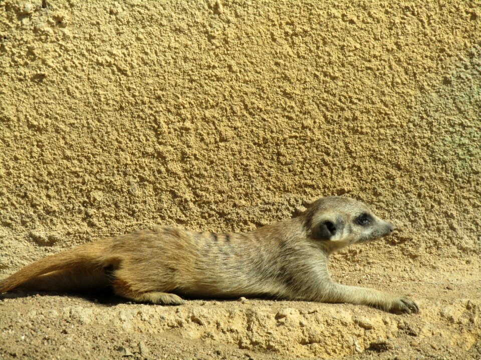 Zoo mammal animal