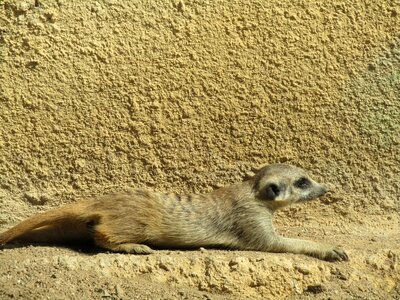 Zoo mammal animal