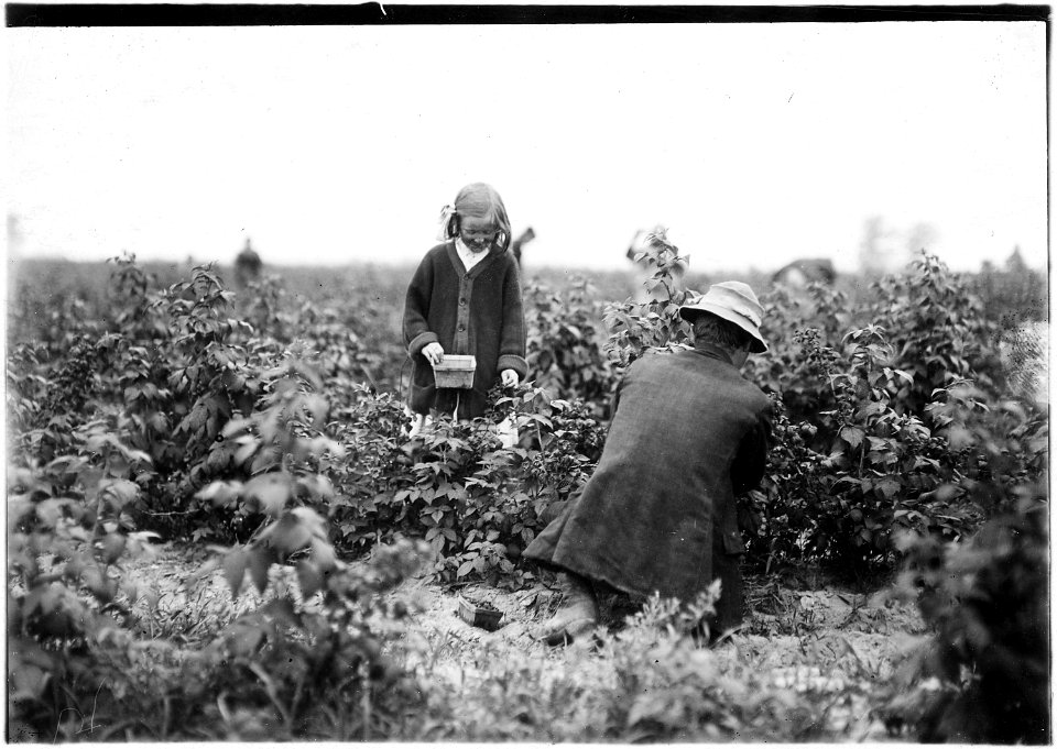 Bertha Brandt, 9 years old. Picks berries on a Rock Creek farm. Rock Creek, Md. - NARA - 523207