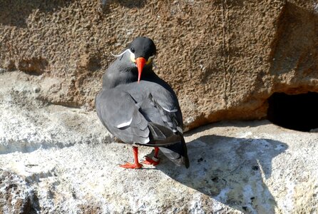 Zoo animal bird