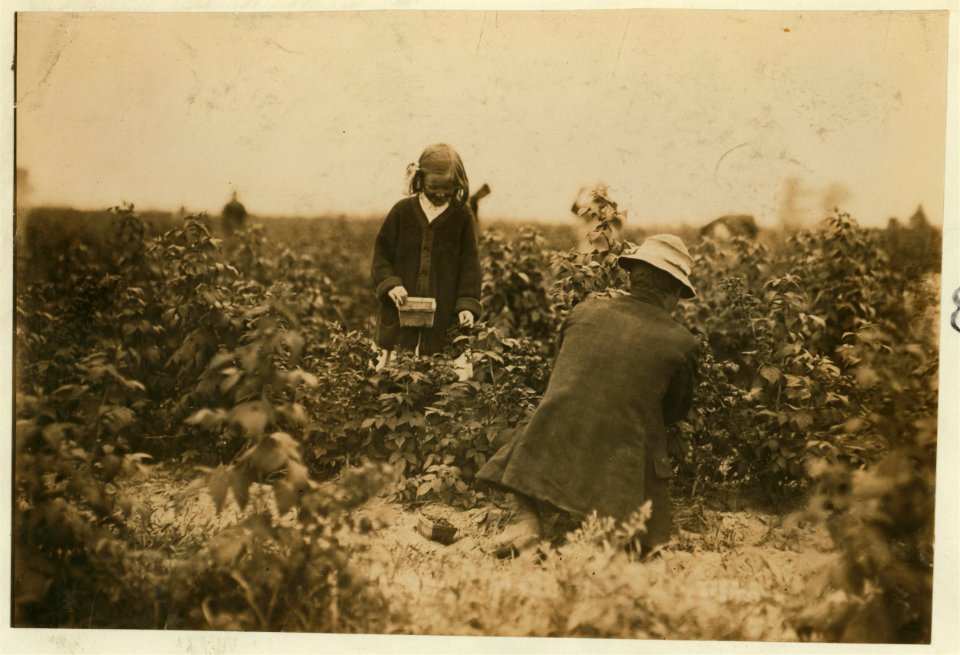 Bertha Brandt, 9 years old. Picks berries on a Rock Creek farm near Baltimore, Md. (See my report July 10, 1909.) LOC nclc.00005