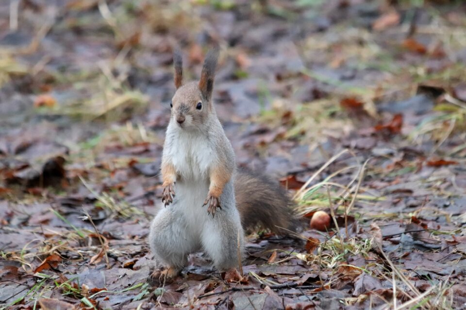 Little outdoors squirrel
