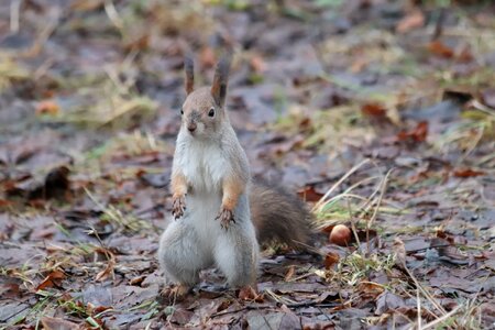 Little outdoors squirrel photo