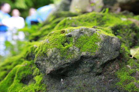 Moss wall green government stone photo