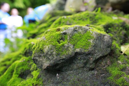 Moss wall green government stone