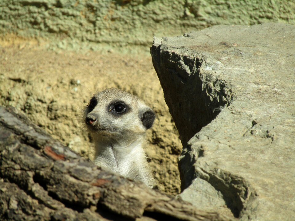 Zoo cute head