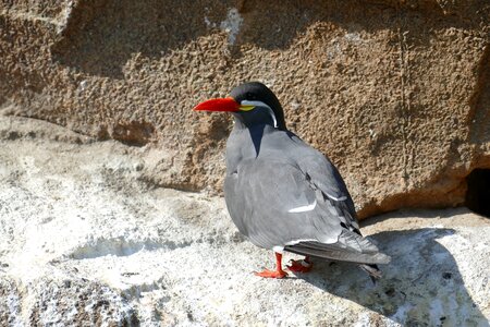 Zoo animal bird