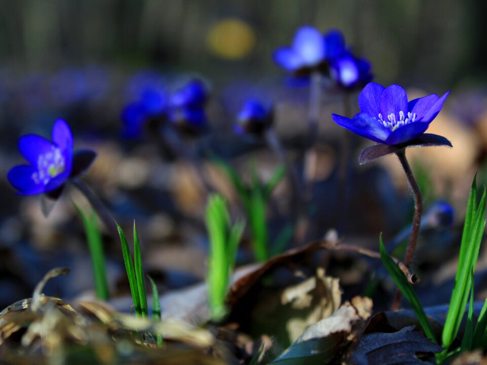 Nature blossom hepatica photo